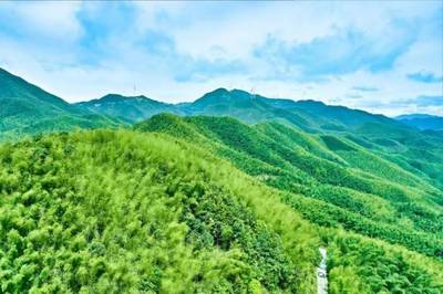 仁化縣長江鎮(zhèn)大力發(fā)展毛竹產業(yè) 讓綠竹子長出“金葉子”